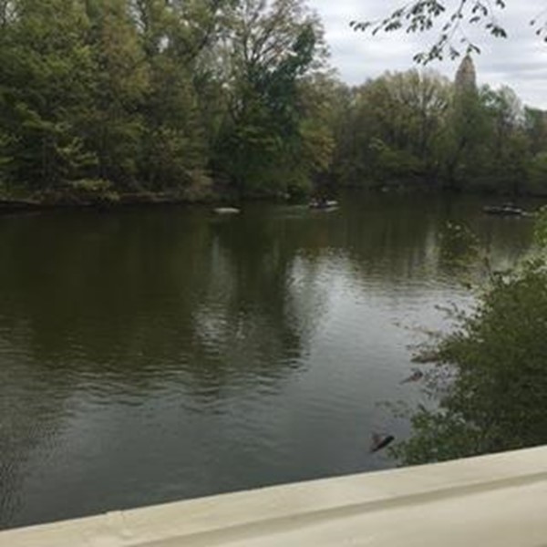 Picture of Central Park, New York