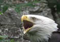 Picture of Lakeland Bird Of Prey Centre