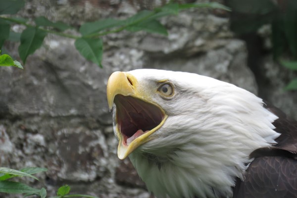 Picture of Lakeland Bird Of Prey Centre