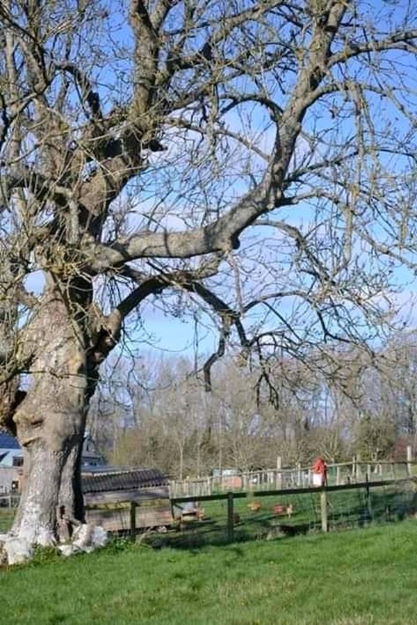 Picture of Orchard Trust Stowfield Day Centre