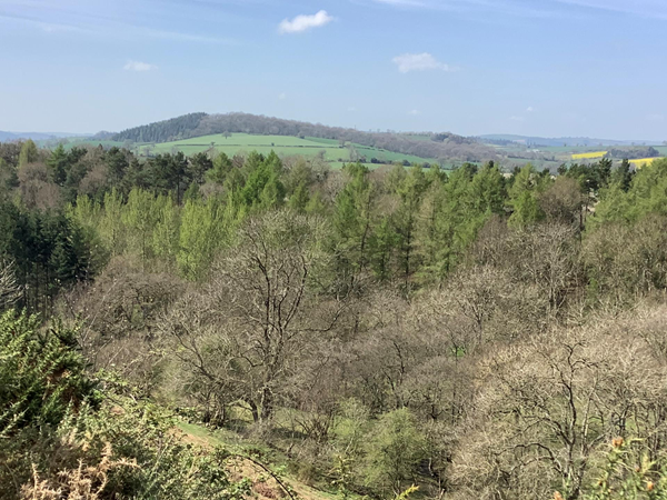 Picture of a wood with hills in the background