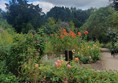 Image of flowers in a garden