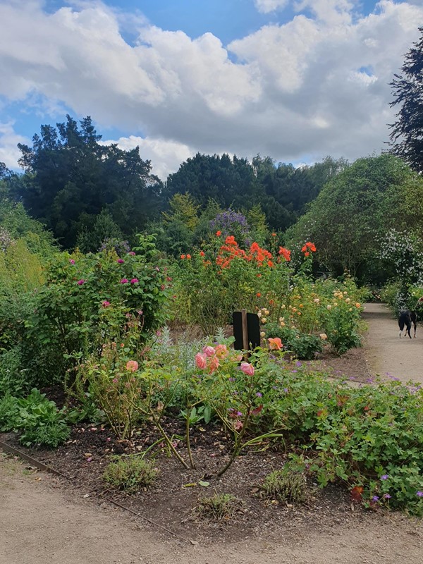 Image of flowers in a garden