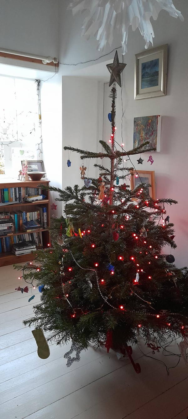 Picture of Black Isle Christmas Trees, Inverness