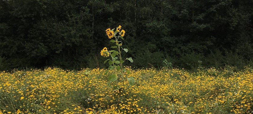 Rimrose Valley Country Park