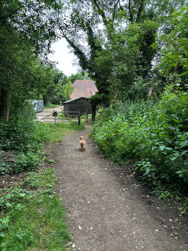 Image of a woodland path