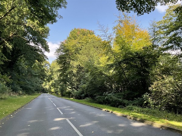 Image of a road with trees on the side