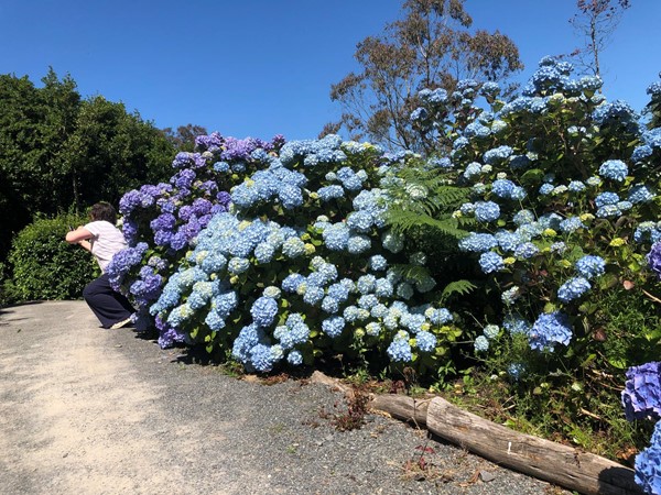 Picture of some plants