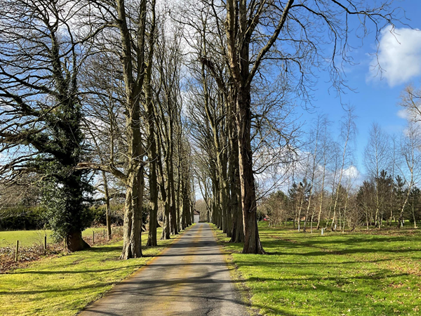 A lovely tree lined avenue