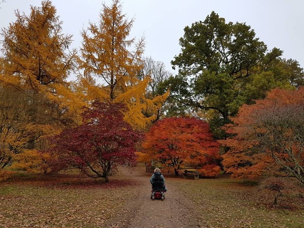 Picture of Westonbirt, The National Arboretum, Tetbury