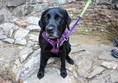 My assistance dog sitting on one of the ruin's walls.