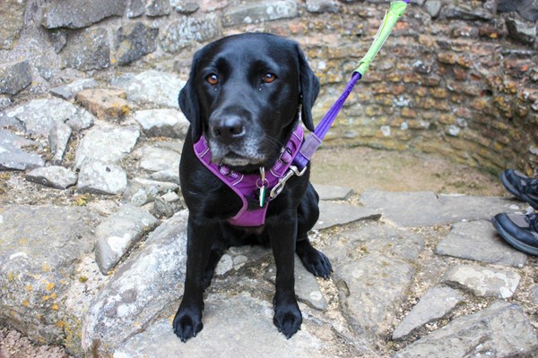 My assistance dog sitting on one of the ruin's walls.