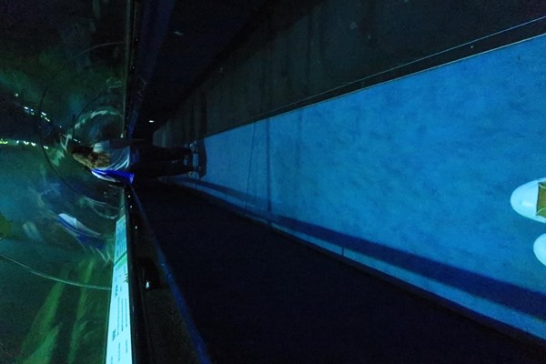 Underground transparent tunnel for seeing sharks, rays and fish- a must! There are two parts to this as you can see, I went through on the 'stationary path' and next to it is a moving walkway. I was surprised my power chair got around some of the tight corners but it did! My chair is 60cm wide and 110cm long, a chair much wider would struggle as the walkway gets slimmer in some areas and is not very wide to begin with. When I saw it I was a little concerned but I got round with no problems :)