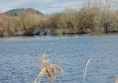 Picture of Blashford Lakes - Lake the birds