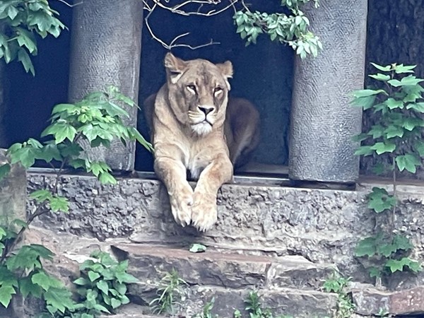 Our favourite was this Lioness where we were able to get a really good close up photo as she sat in the shade watching the visitors passing by