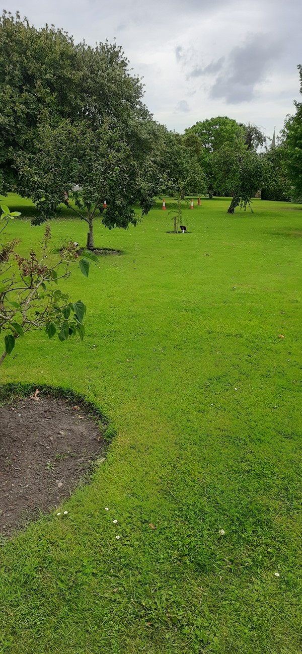 Image of a green space with road cones