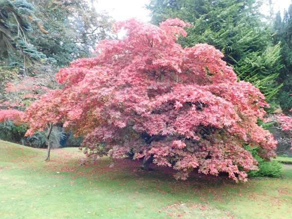 nice colours in the garden