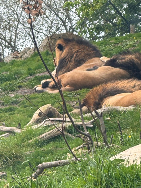 Image of some lions