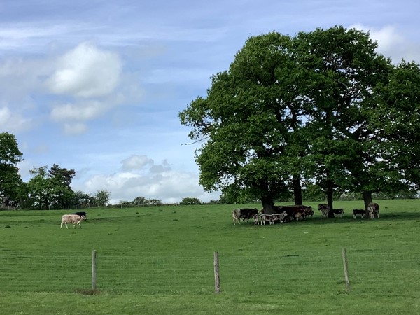 Picture of a field with a tree in it.