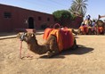 Picture of Marrakesh - Camel