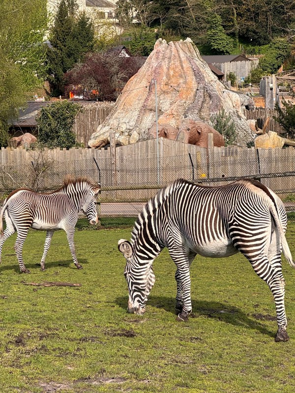 Image of two zebras