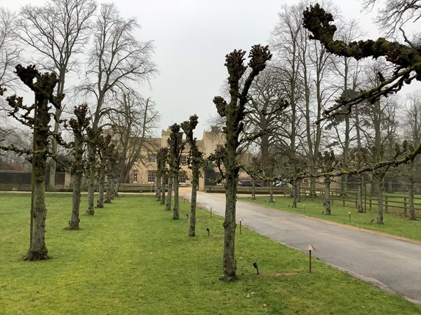 Picture of some trees growing from a lawn by a road.