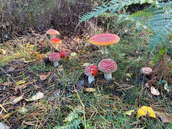 Fly agaric mushrooms