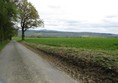 Picture of a lane and a tree