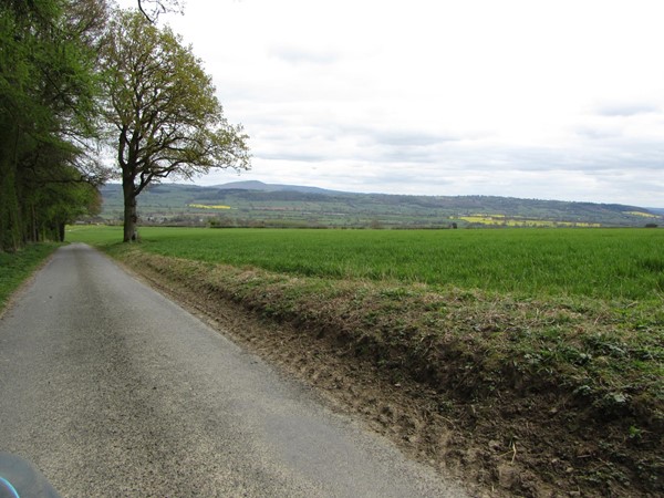 Picture of a lane and a tree