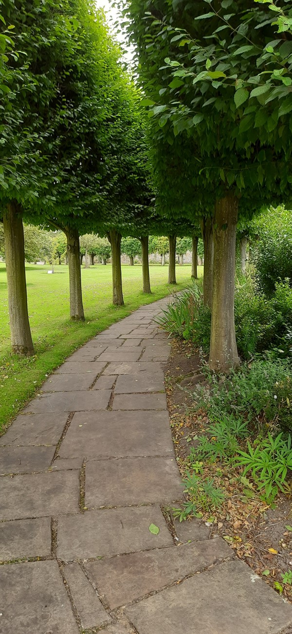 Image of a tree lined path