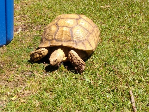 Friendly turtles