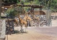 Giraffes  at Oasis Park