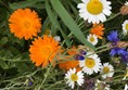 Picture of flowers at Rimrose Valley Country Park