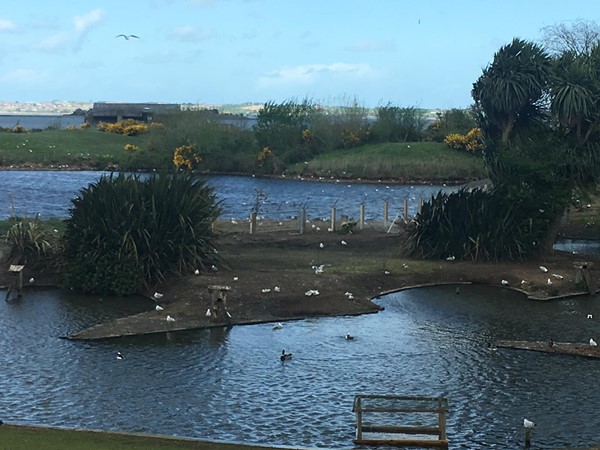 Picture of WWT Castle Espie Wetland Centre