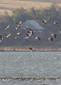 Montrose Basin Visitor Centre