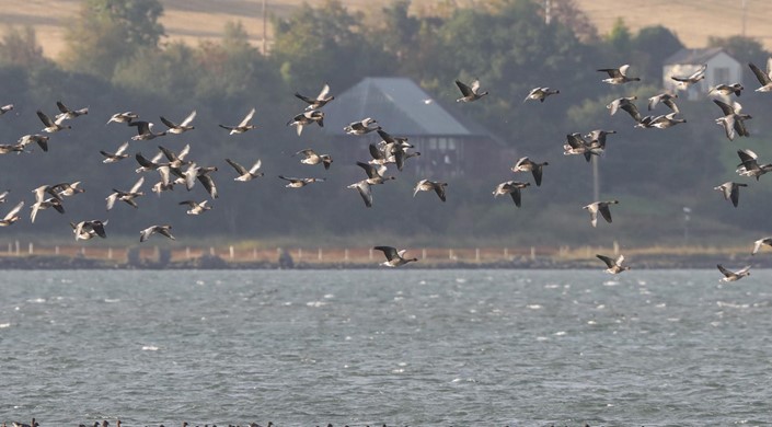 Montrose Basin Visitor Centre