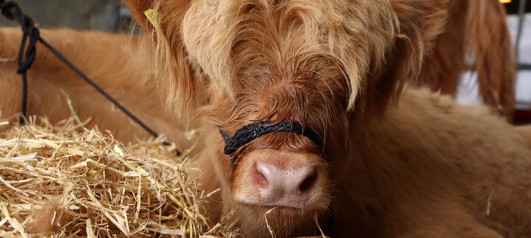 Royal Welsh Show