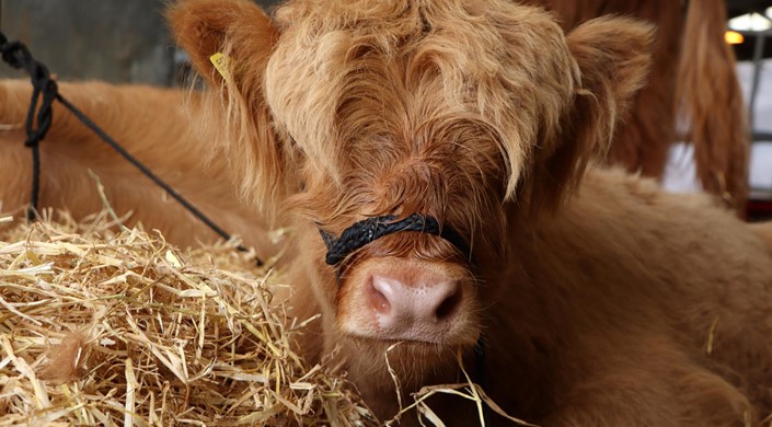 Royal Welsh Show