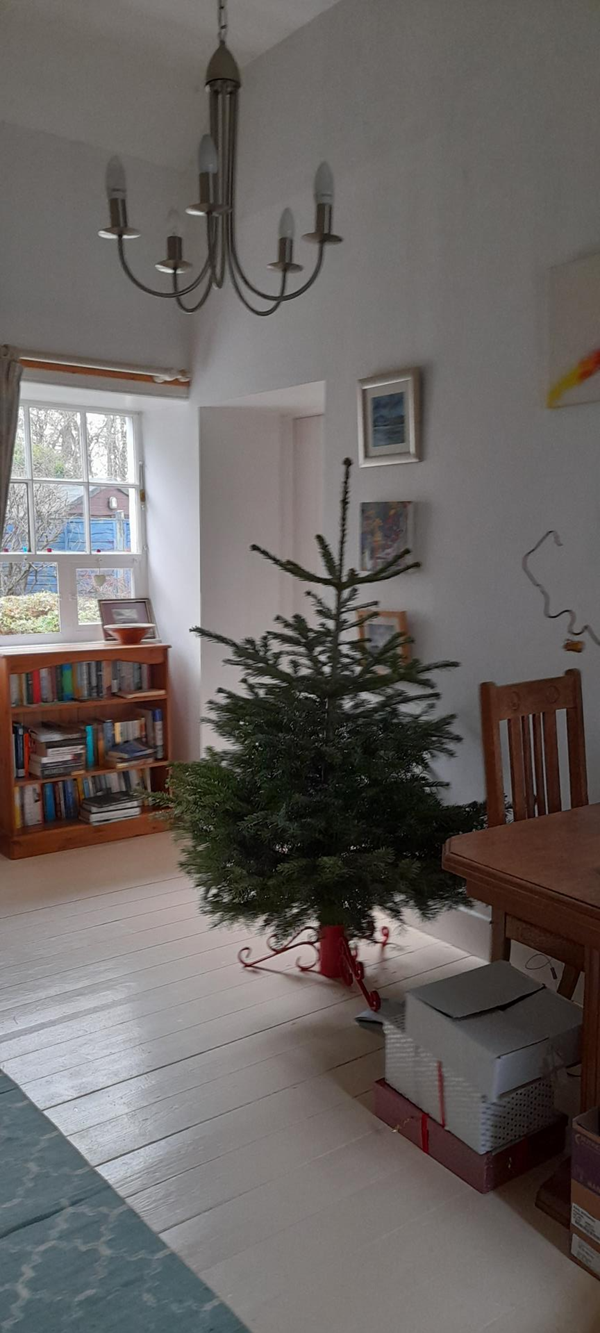 Picture of Black Isle Christmas Trees, Inverness