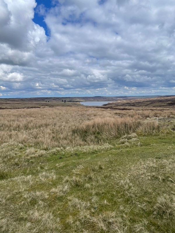 A field of grass and a body of water