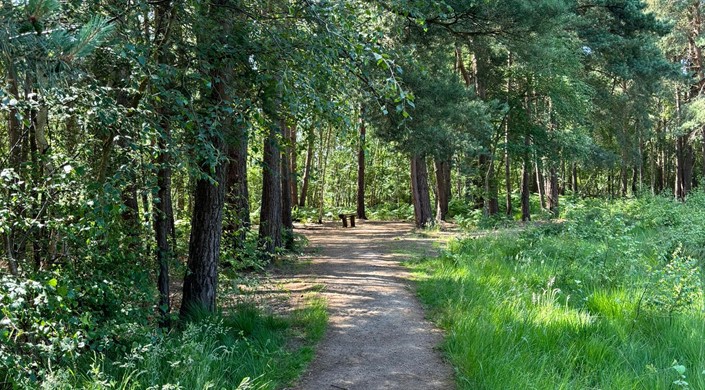 Horsell Common