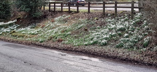 Image of pothole by a grassy bank with a lot of snowdrops growing o it