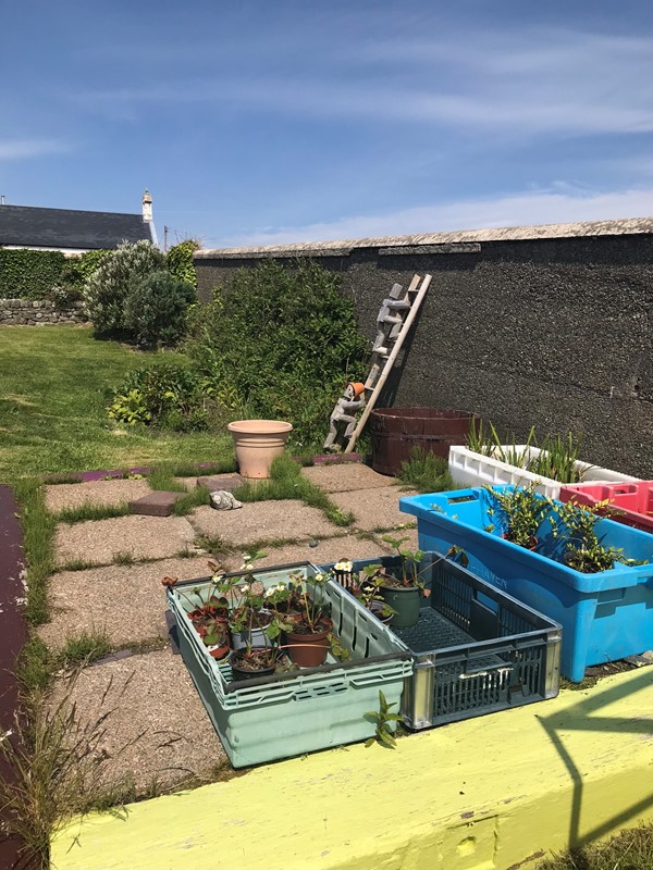 Novelty men going up ladder, boxes in foreground with plants for sale - cash only