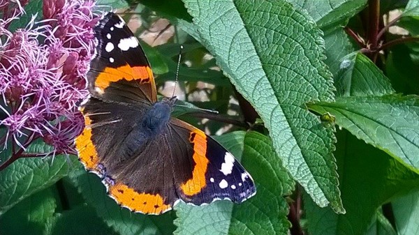 Photo of a butterfly.