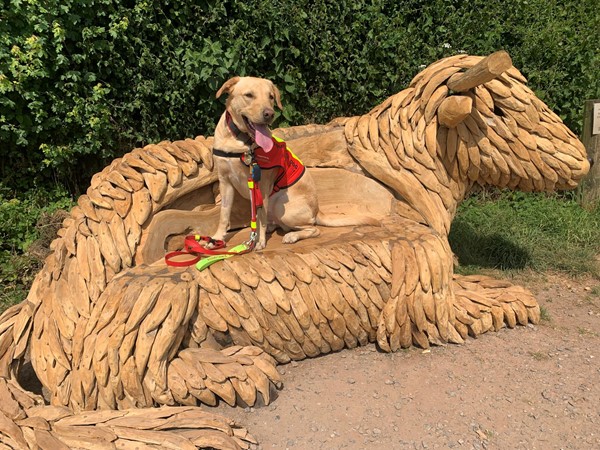 Picture of an assistance dog at Darts Farm