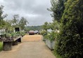 Image of a path through some trees