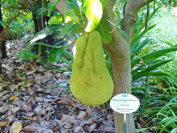 Jackfruit