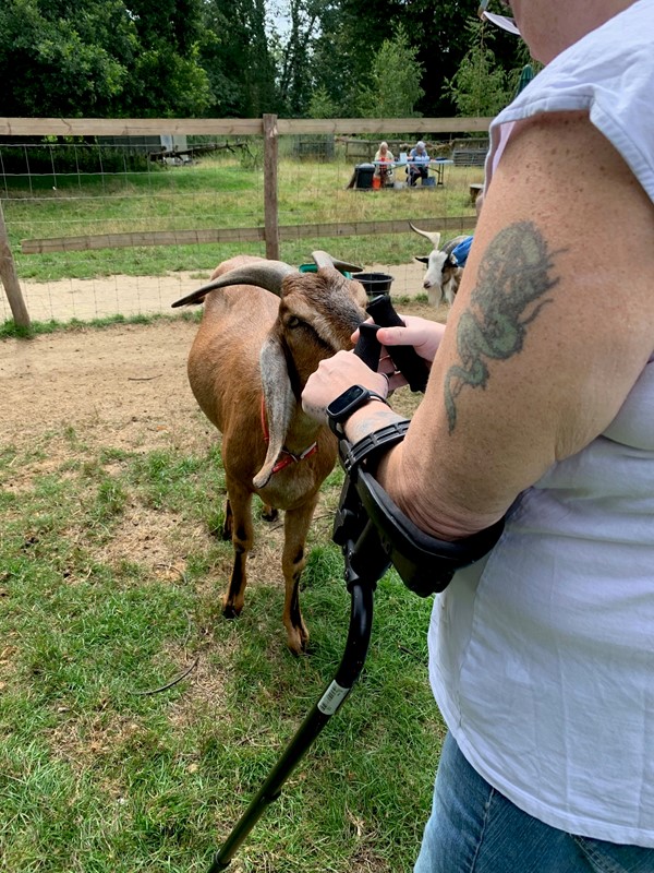 Buttercups Sanctuary For Goats