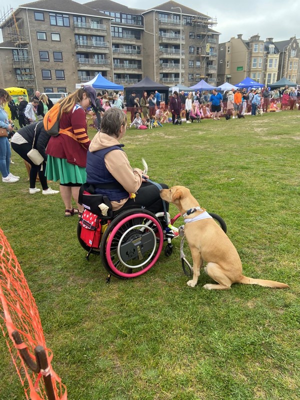 Picture of Weston Rotary Dog Day