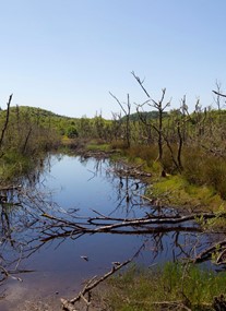 Barnluasgan (ex-Scottish Beaver Trial)